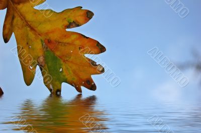 Autumn leaves