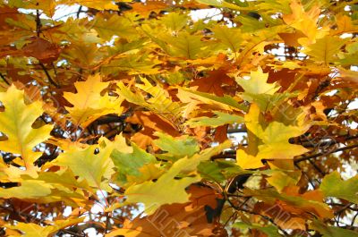 Autumn leaves