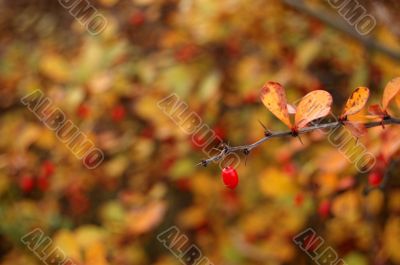 Autumn leaves