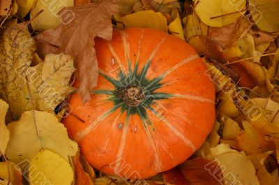 Autumn pumpkin