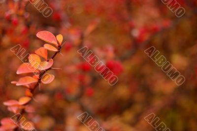 Autumn leaves