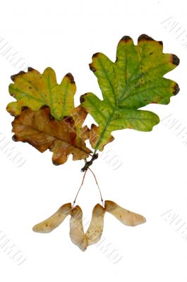 Autumn leaf