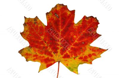 Autumn leaf