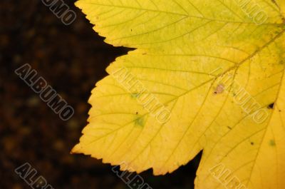 Autumn leaf