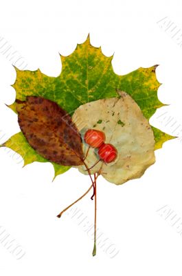Autumn leaf