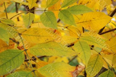 Autumn leaves