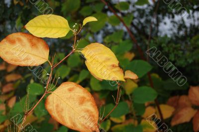 Autumn leaves