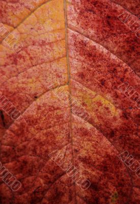 Leaf macro