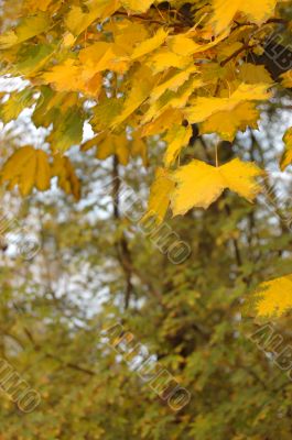 Autumn leaves