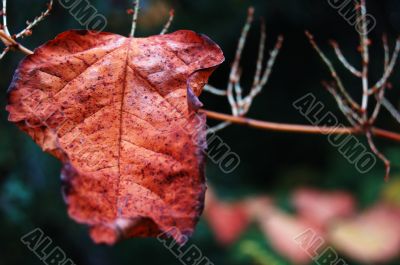 Autumn leaves