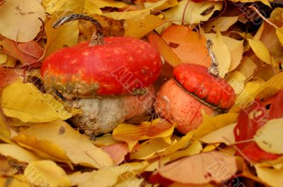 Autumn pumpkin