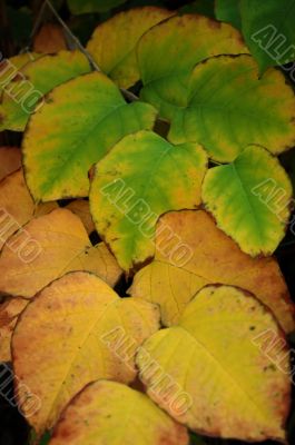 Autumn leaves