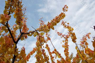 Leaves and blue sky