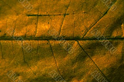 Leaf macro