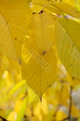Autumn leaves