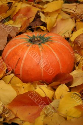Autumn pumpkin