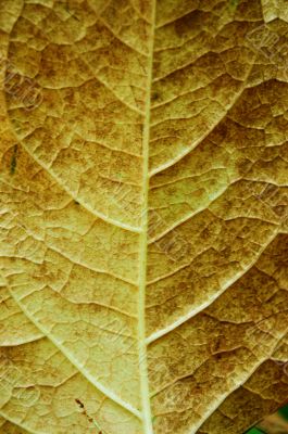 Leaf macro