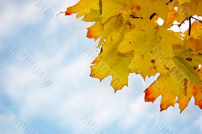 Leaves and blue sky