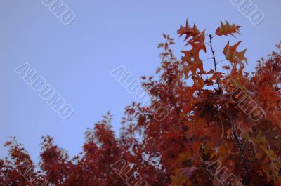 Leaves and blue sky