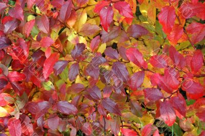 Autumn leaves