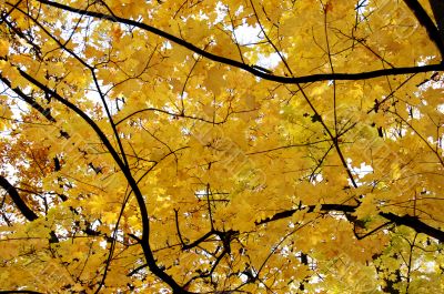 Autumn leaves