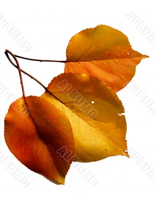 Autumn leaf