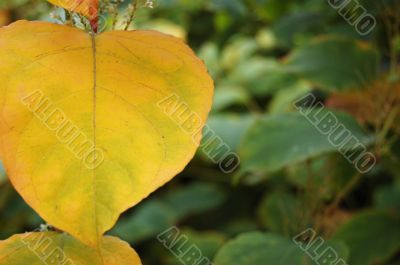 Autumn leaves