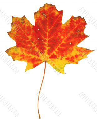 Autumn leaf