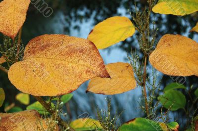 Autumn leaves