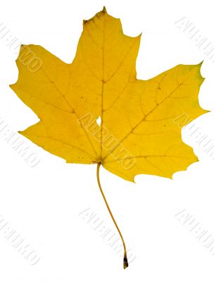 Autumn leaf