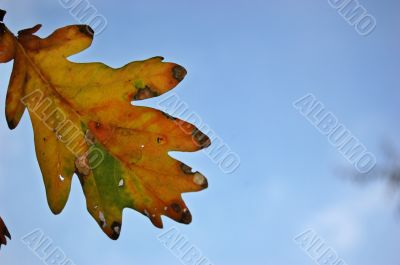 Leaves and blue sky