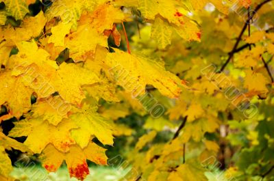 Autumn leaves