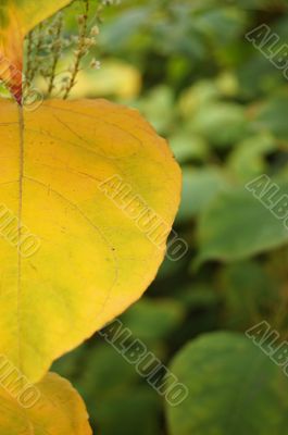 Autumn leaves