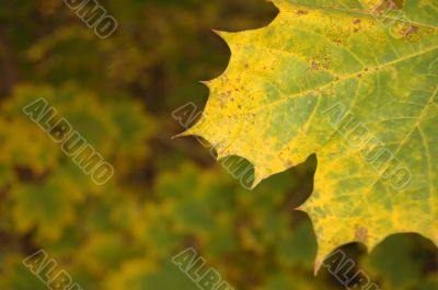 Autumn leaves