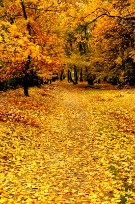 Autumn leaves