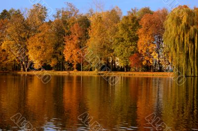 Autumn scene