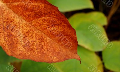 Autumn leaves