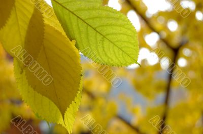 Autumn leaves