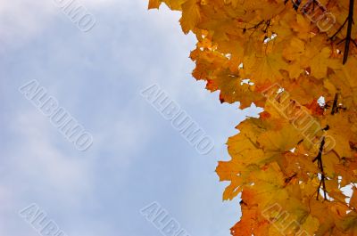 Leaves and blue sky