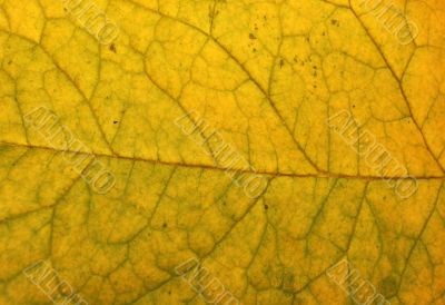 Leaf macro