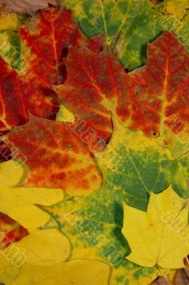 Autumn leaves