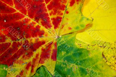 Autumn leaves