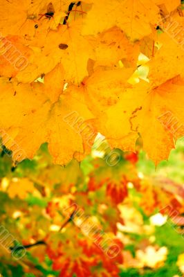 Autumn leaves