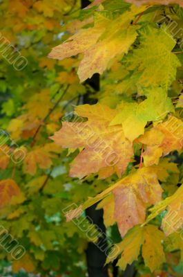 Autumn leaves