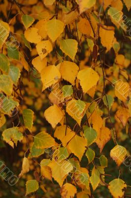Autumn leaves