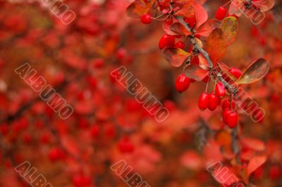 Autumn leaves