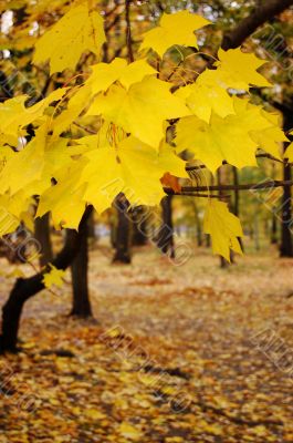 Autumn leaves