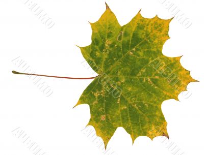 Autumn leaf