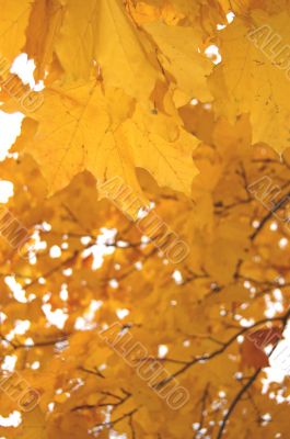 Autumn leaves