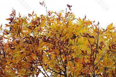 Autumn leaves
